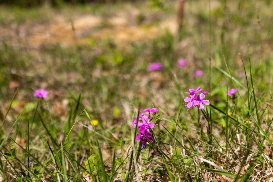 Pink wildflowers in spring
