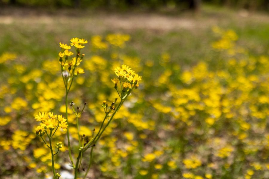 Yellow wildflowers on the property