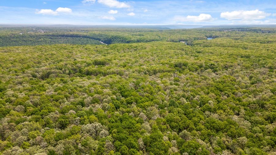 Aerial view of the old-growth canopy