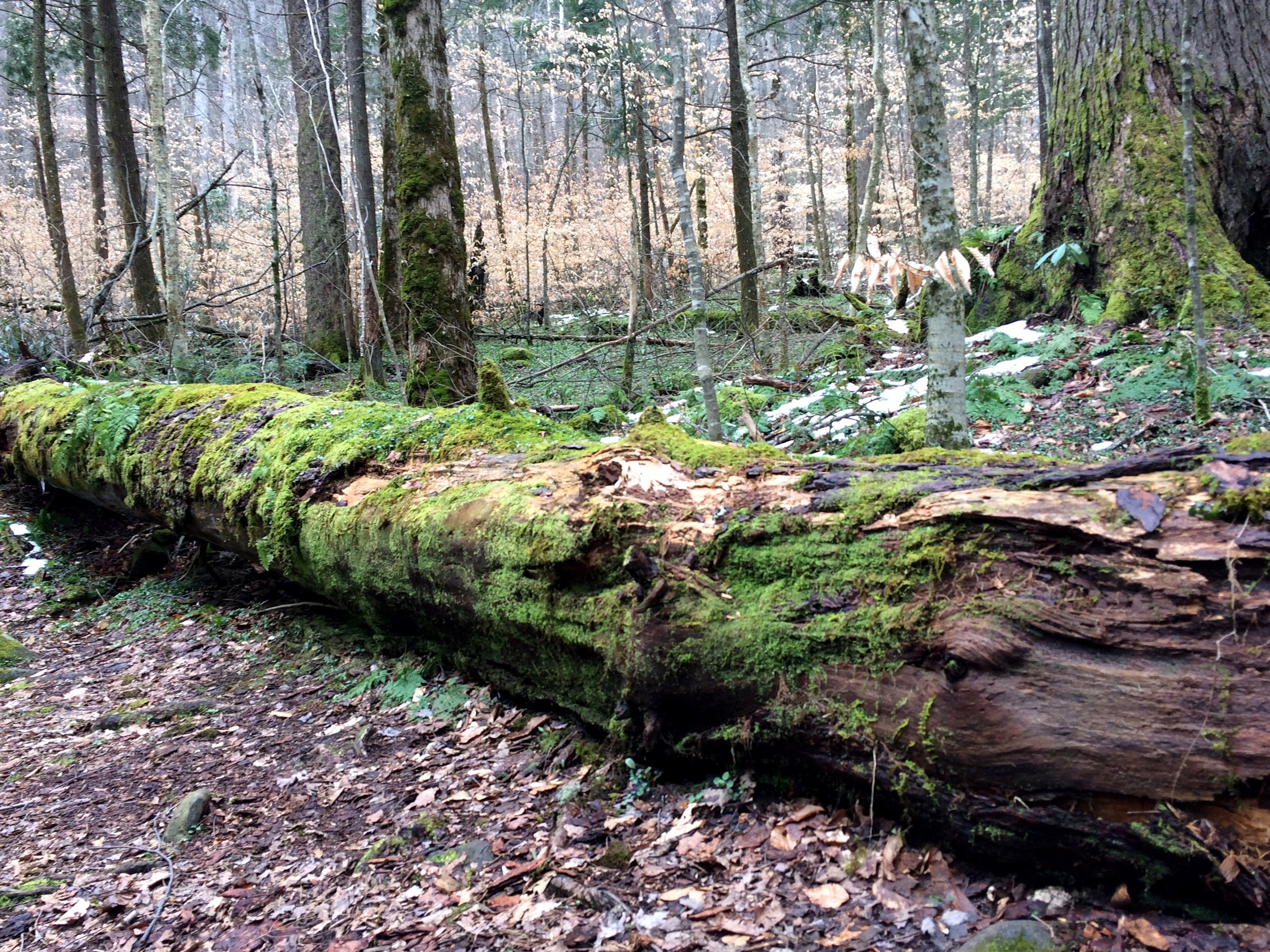 Old-growth hardwood forest with moss-covered fallen log